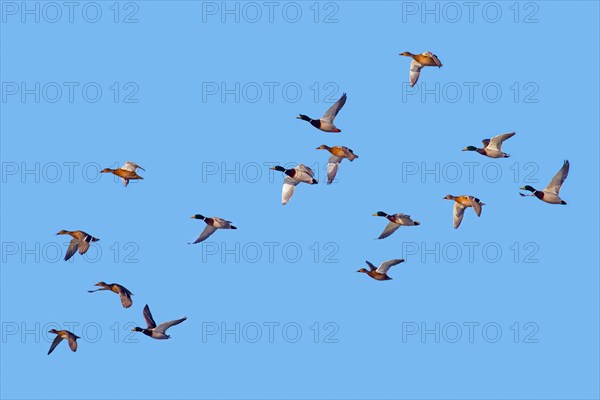 Mallards