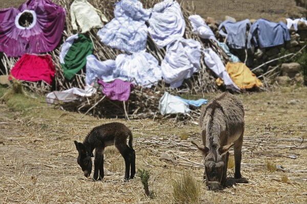 Laundry drying in the sun and donkeys grazing on the island Isla del Sol