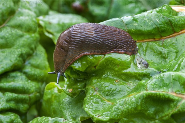 Large red slug