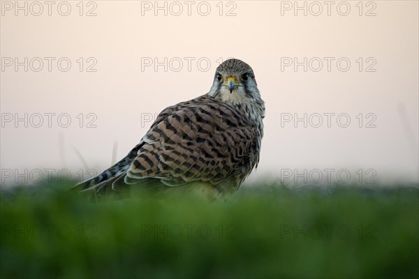 Common kestrel