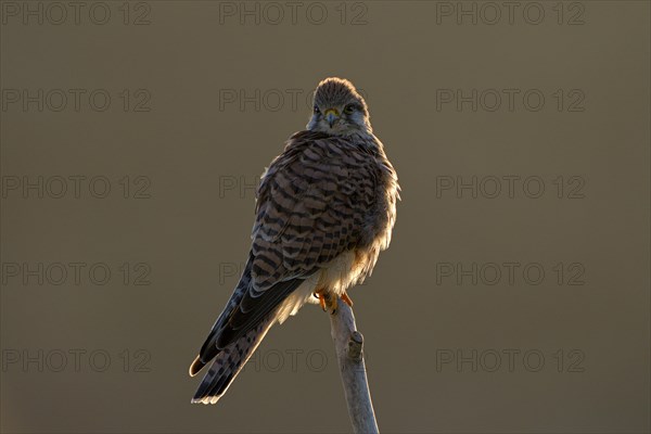 Common kestrel