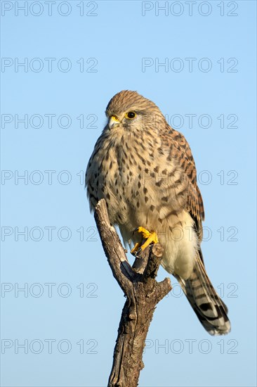 Common kestrel