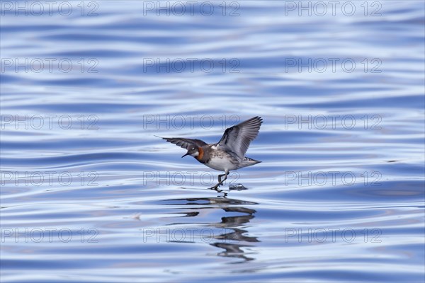 Red-necked phalarope