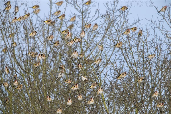 Large flock of European goldfinches