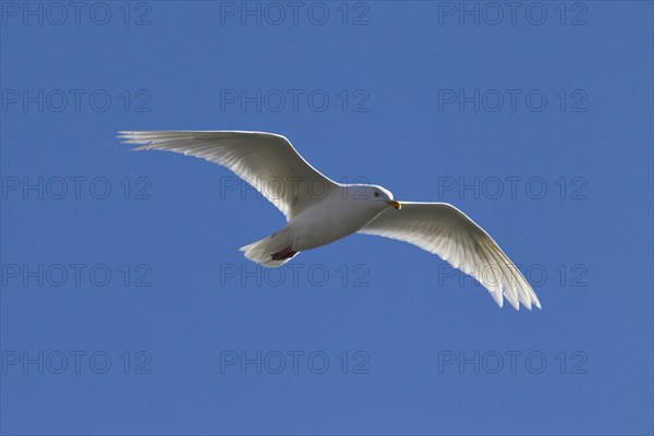 Iceland Gull