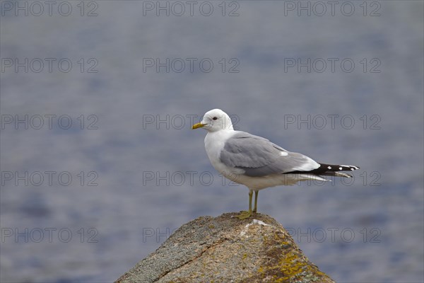 Common gull