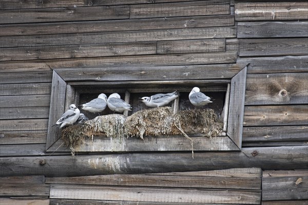 Black-legged kittiwakes