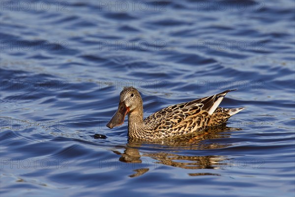 Northern Shoveler