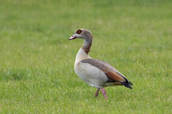 Egyptian goose