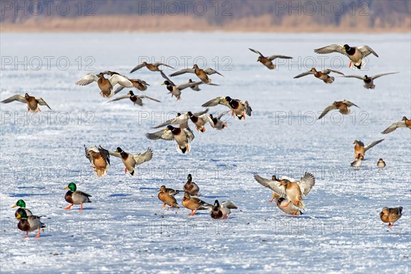 Flock of mallards