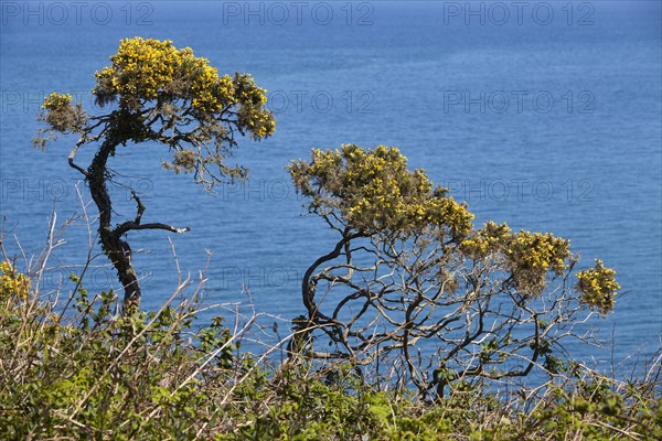 Common gorse