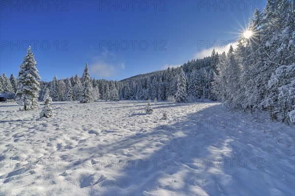 Snow-covered trees with sun star