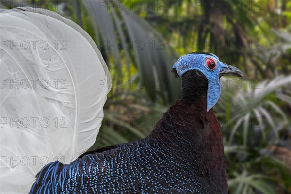 Bulwer's pheasant