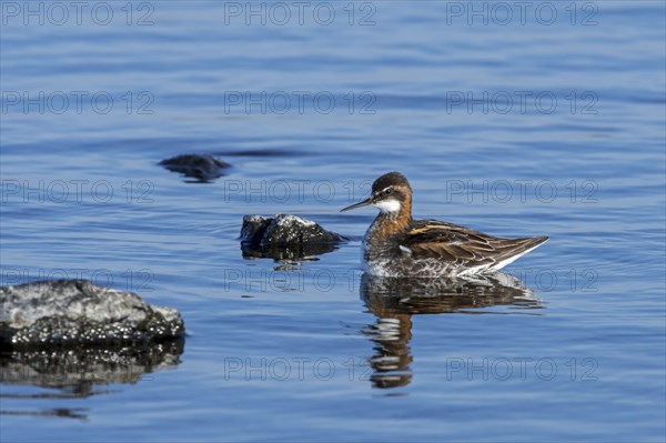 Red-necked phalarope