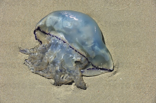 Barrel jellyfish