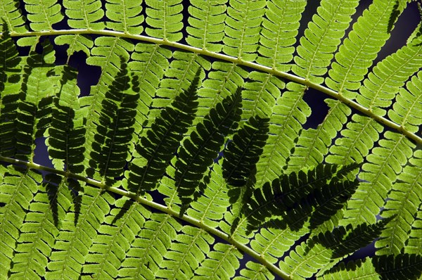 Tropical fern in cloud forest