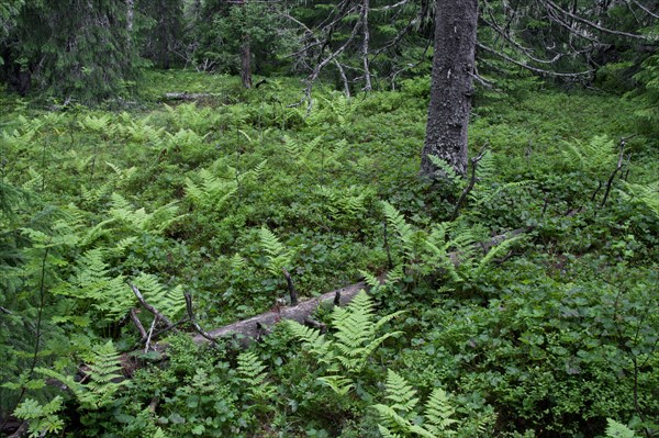 Fallen pine tree trunk left to rot in virgin forest at Fulufjaellet