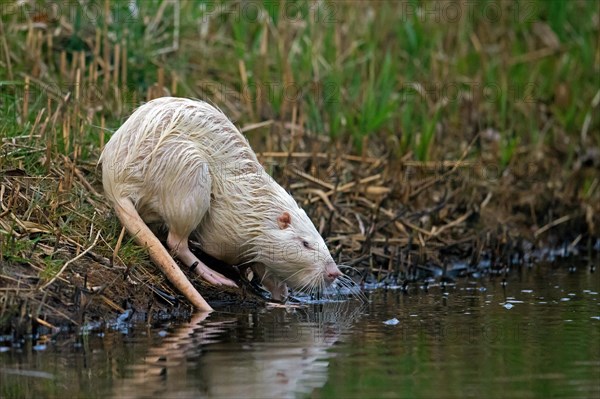 Leucistic coypu