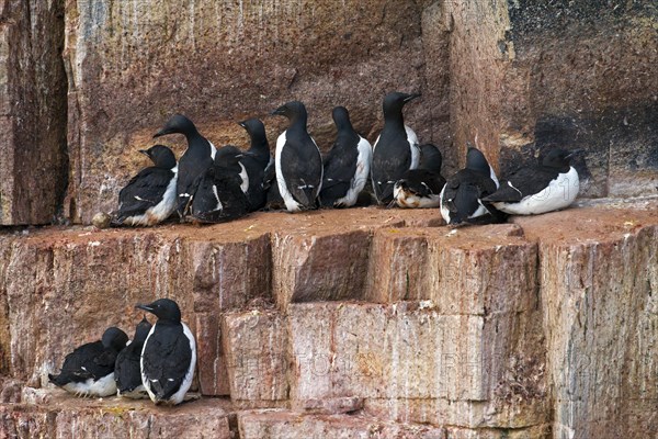 Thick-billed murres