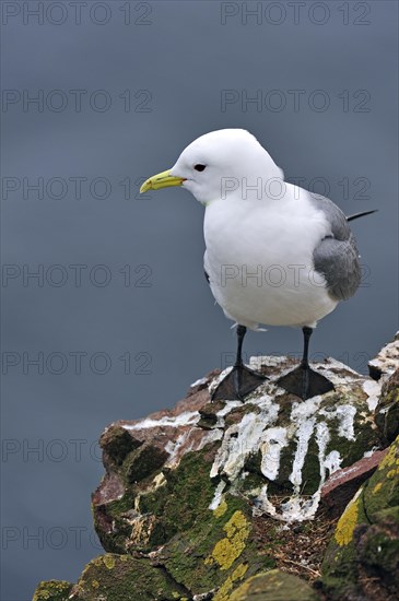 Black-legged kittiwake