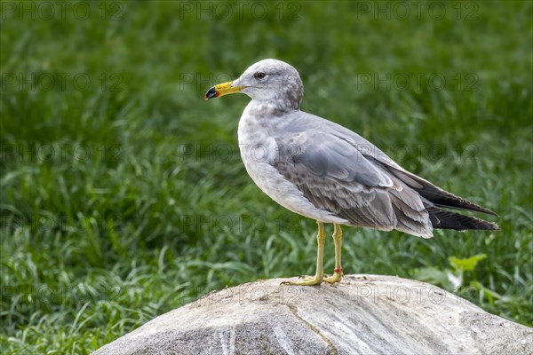 Black-tailed gull