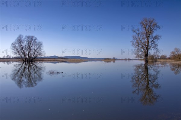 Flooded meadows at the Elbe River Landscape Biosphere Reserve