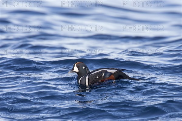 Harlequin duck