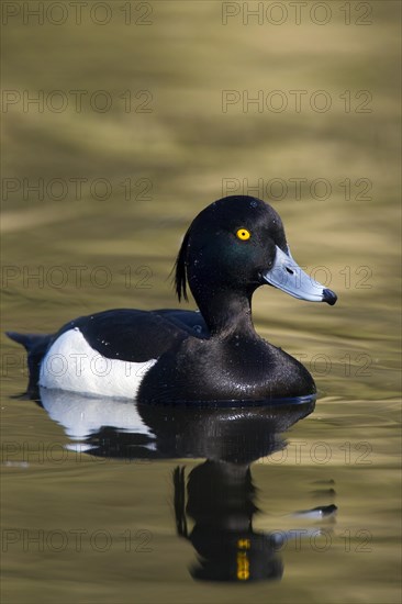 Tufted duck