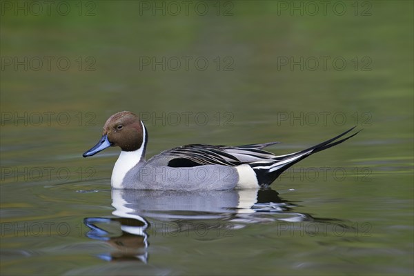 Northern pintail