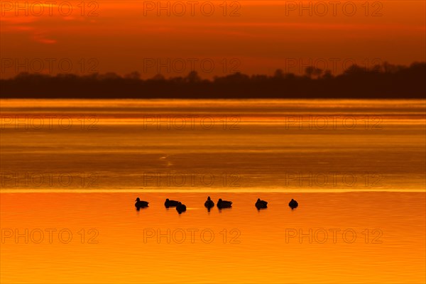 Silhouette of mallards