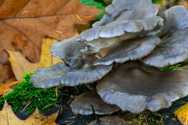 Oyster mushroom