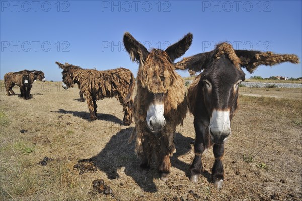 Poitou donkey