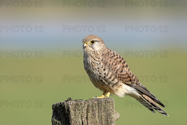 Common kestrel