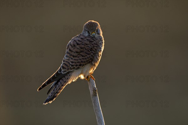 Common kestrel