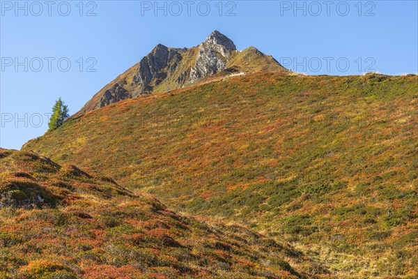 Autumnal red-coloured alpine bearberry