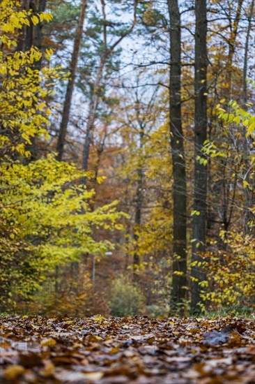 Forest in autumn with deciduous trees with colourful autumn leaves
