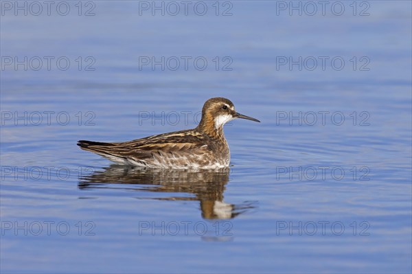 Red-necked phalarope