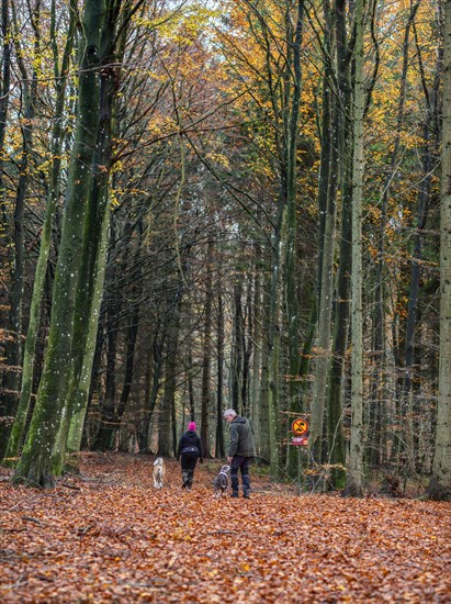 A couple with dogs walks on a forest path in autumn in Fyledalen