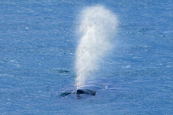 Blow through blowhole of surfacing humpback whale