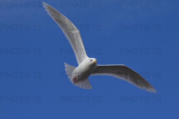 Glaucous gull