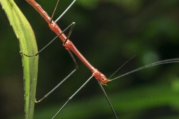 Peruvian fern stick insect