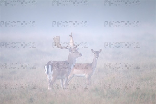 European fallow deer