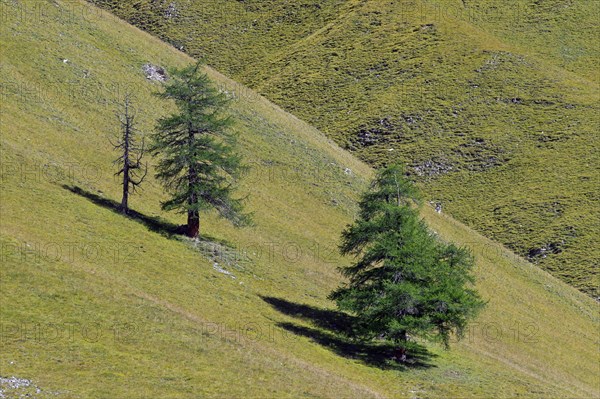 Common larch