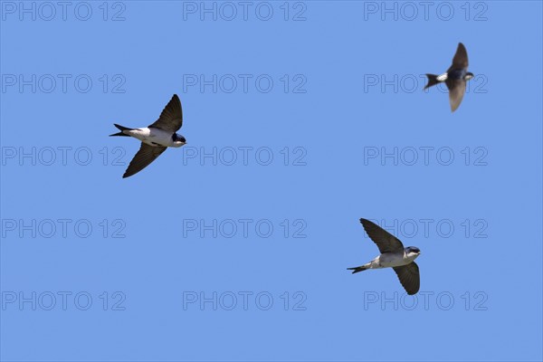 Three common house martins