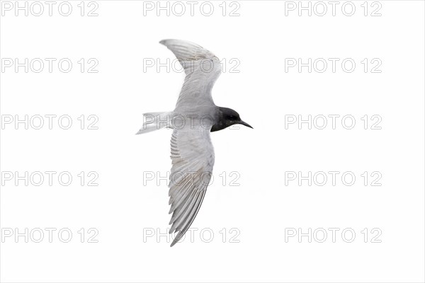 Black tern