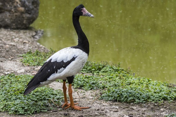 Magpie goose