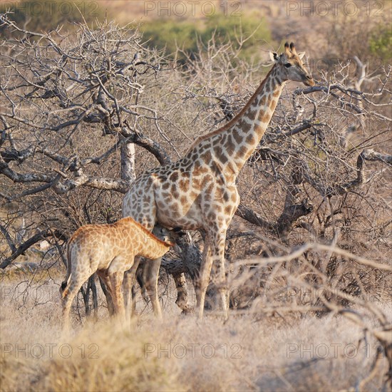 Giraffe with young animal