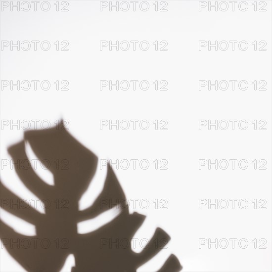 Leaves shadows white backdrop