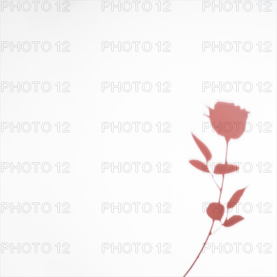 Pink rose shadow isolated white background