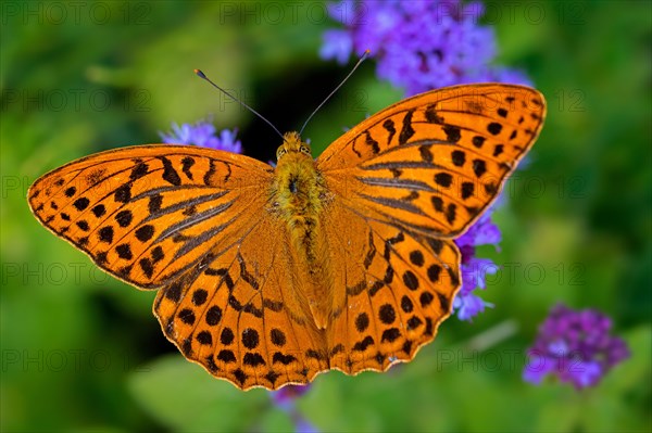 Silver-washed fritillary